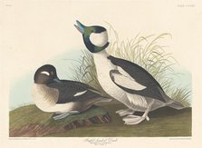 Buffel-headed Duck, 1836. Creator: Robert Havell.