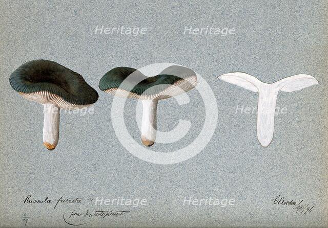 A fungus (Russula species): three fruiting bodies, one sectioned, 1896. Creator: Unknown.