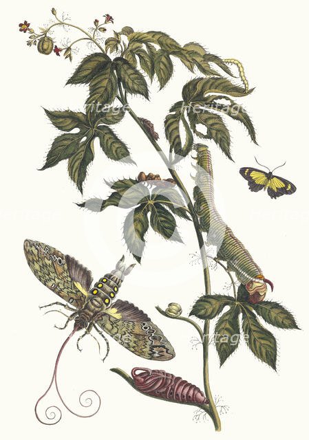 Ricinus d'Amerique. From the Book Metamorphosis insectorum Surinamensium, 1705. Creator: Merian, Maria Sibylla (1647-1717).