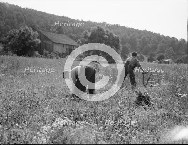 Cradling wheat near Sperryville, Virginia, 1936. Creator: Dorothea Lange.