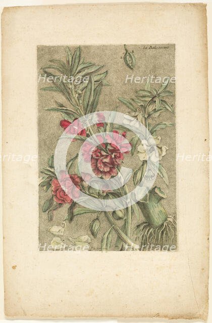 Impatiens, from Collection des plantes usuelles, curieuses, et étrangères, 1767. Creator: Jacques Fabian Gautier Dagoty.