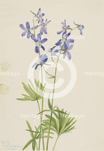 Slim Larkspur (Delphinium depauperatum), 1924. Creator: Mary Vaux Walcott.