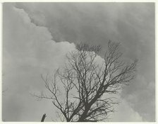 Tree Set 3, c. 1924. Creator: Alfred Stieglitz.