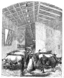 The cattle department of the Italian Exposition, Florence, 1861. Creator: Unknown.