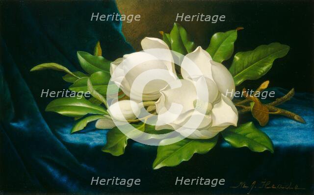 Giant Magnolias on a Blue Velvet Cloth, c. 1890. Creator: Martin Johnson Heade.