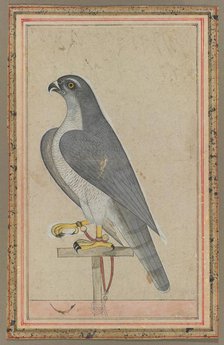 Falcon, c. 1770. Creator: Unknown.