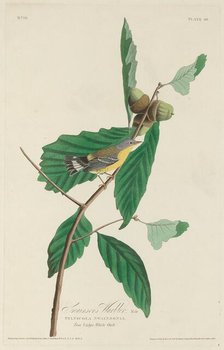 Swainson's Warbler, 1828. Creator: Robert Havell.