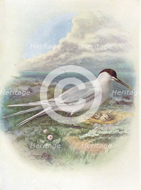 'Sandwich Tern - Stern'a canti'aca', c1910, (1910). Artist: George James Rankin.
