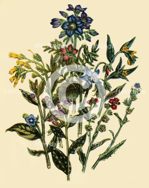 'Group from the Forget-Me-Not Family', 1846, (1944).  Creator: Unknown.