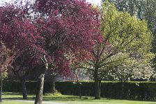 Regent's Park - Spring blossoming trees in Regent's Park, London, NW1, England. Creator: Ethel Davies;Davies, Ethel.