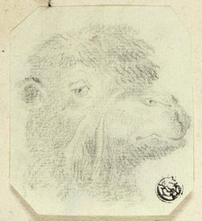 Camel's Head Facing Right, n.d. Creator: Unknown.