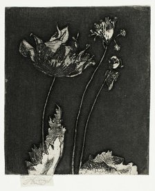 Last Poppies, 1897. Creator: Theodore Roussel.