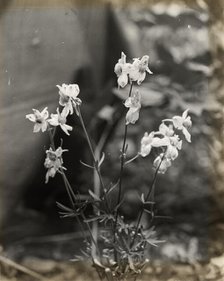 Larkspur (delphinium), between 1915 and 1935. Creator: Frances Benjamin Johnston.