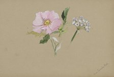 (Untitled--Flower Study), ca. 1876-1878. Creator: Mary Vaux Walcott.