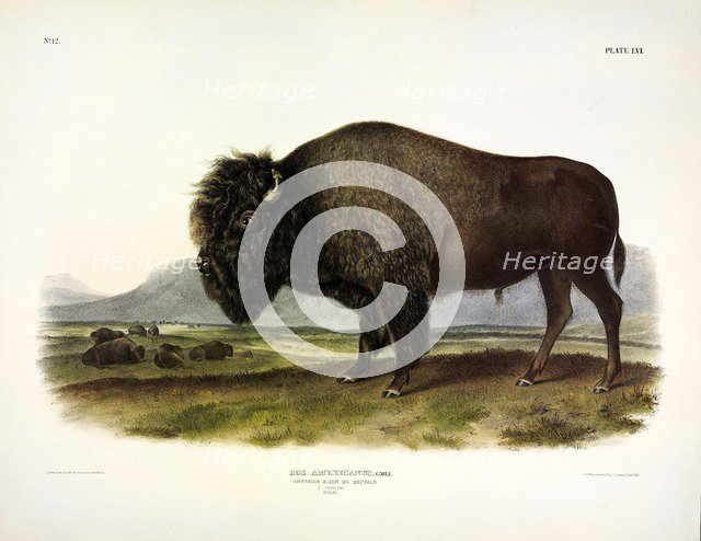 American Bison, Bos Americanus, 1845.