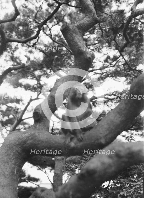 Travel views of Japan and Korea, 1908. Creator: Arnold Genthe.