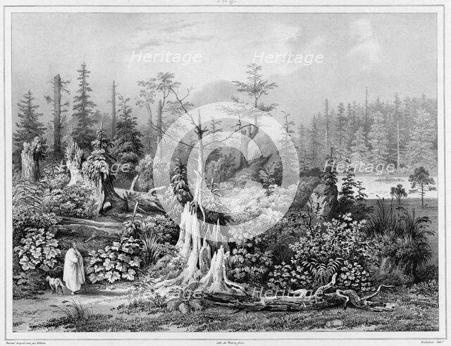 Vegetation around the settlement of Novo-Arkhangelsk (northwest coast of America), 19th century. Creators: Friedrich Heinrich Kittlitz, Louis-Pierre-Alphonse Bichebois.