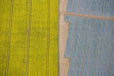 Agriculture in yellow and blue, Wood Bevington Farm, Salford Priors, Warwickshire, 2007. Artist: Historic England Staff Photographer.
