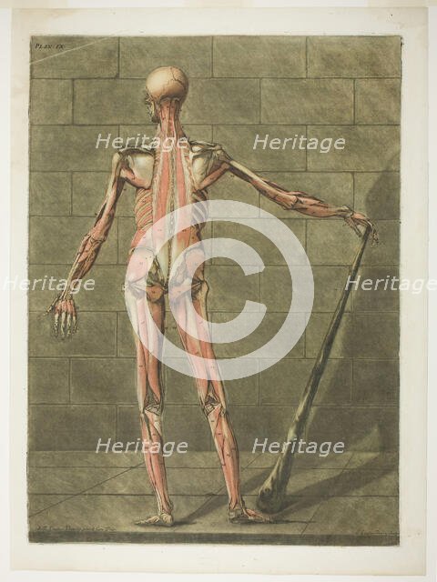 Posterior View of Muscle Man, plate nine from Complete Anatomy Course, 1773. Creator: Arnault Éloi Gautier D’Agoty.