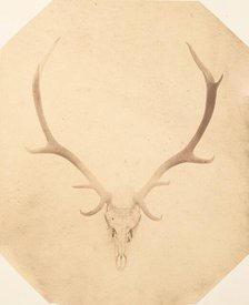 Stag Trophy Head, Killed by Ned Ross, ca. 1858. Creator: Horatio Ross.