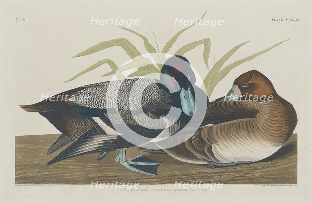 Scaup Duck, 1834. Creator: Robert Havell.