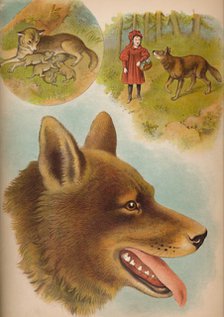 'The Wolf', c1900. Artist: Helena J. Maguire.