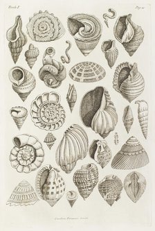 Different shells thought to inspire the forms of Etruscan vases, 1769.  Creator: Giovanni Battista Piranesi.