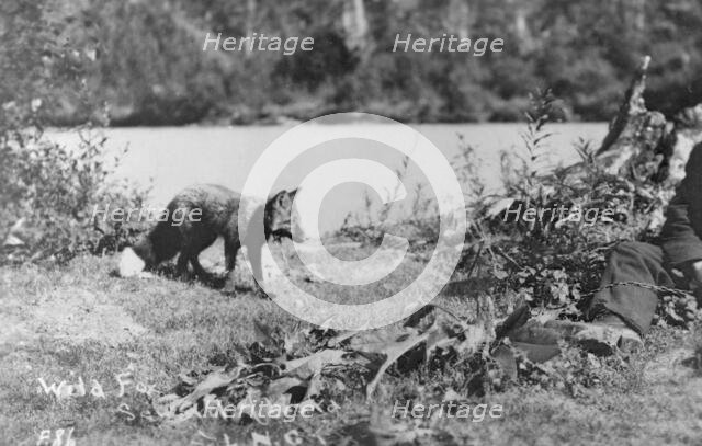 Wild fox, between c1900 and c1930. Creator: Unknown.