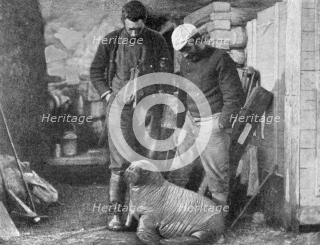 Walrus cub, 1899.  Artist: Frederick George Jackson