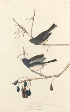 Snow-Bird, 1827. Creator: Robert Havell.