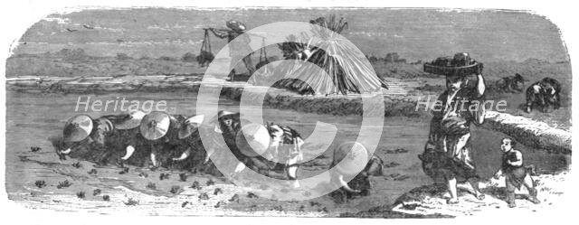 'Japanese in the Rice-field; A European Sojourn in Japan', 1875. Creator: Unknown.