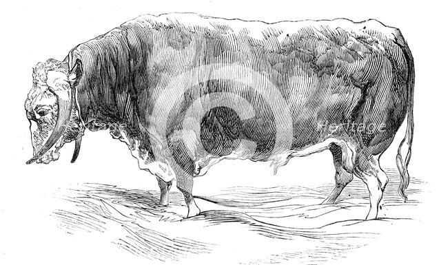 Mr. W. Brine's long-horned bull, 1844. Creator: Unknown.