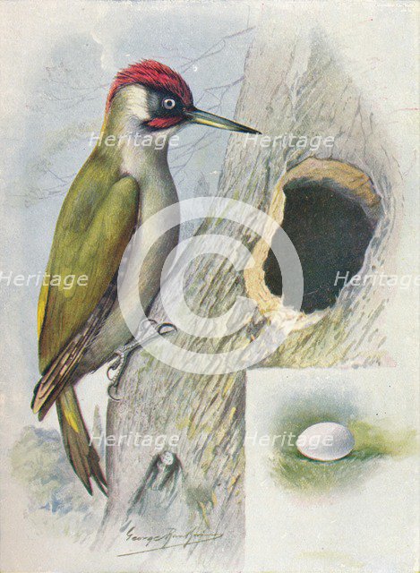'Green Woodpecker - Geci'nus vir'idis', c1910, (1910). Artist: George James Rankin.