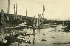 Blasted trees by the River Ancre, northern France, First World War, 1916, (c1920). Creator: Unknown.