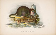 Wharf Rat, from The Comic Natural History of the Human Race, 1851. Creators: Henry Louis Stephens, L. Rosenthal.