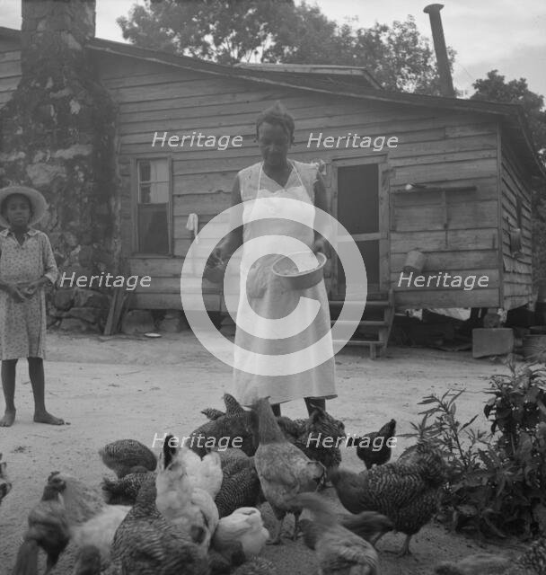 Noontime chores: feeding chickens..., Granville County, North Carolina, 1939. Creator: Dorothea Lange.