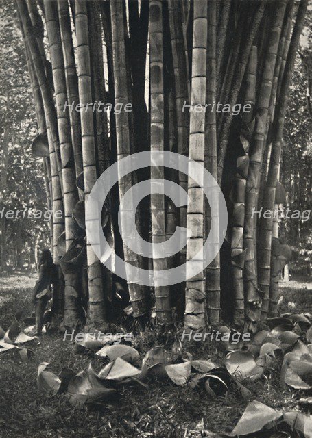 'Der untere Teil der Halme einer Pflanze des Riesenbambus in Peradeniya', 1926. Artist: Unknown.
