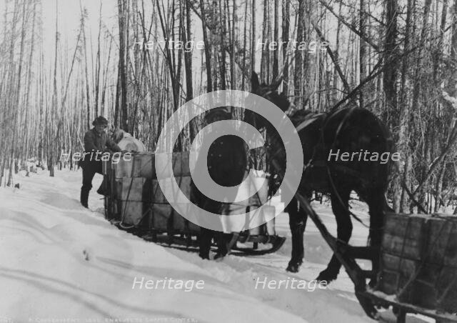 Taking a government load to Copper Center, between c1900 and 1927. Creator: Hunt, Phinney S..
