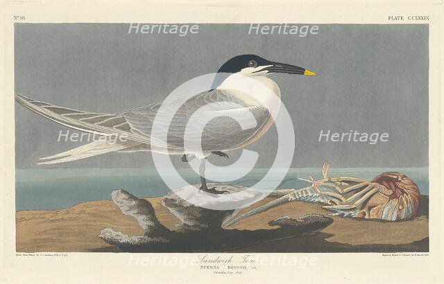 Sandwich Tern, 1835. Creator: Robert Havell.
