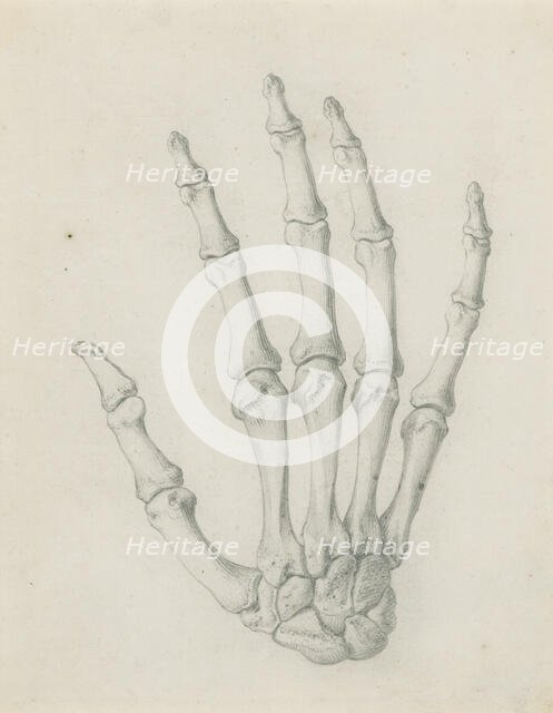 The bones of the hand viewed from the back, for Cheselden's `Osteographia', by 1733. Creator: Gerard Vandergucht.