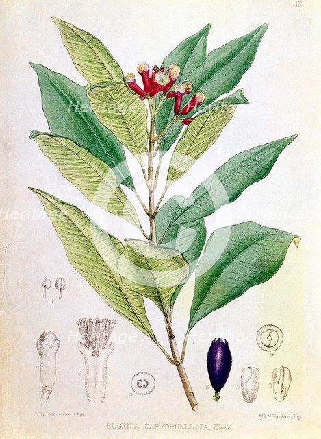 Clove, flower bud of Syzygium aromaticum (Eugenia carophyllata). Artist: D Blair
