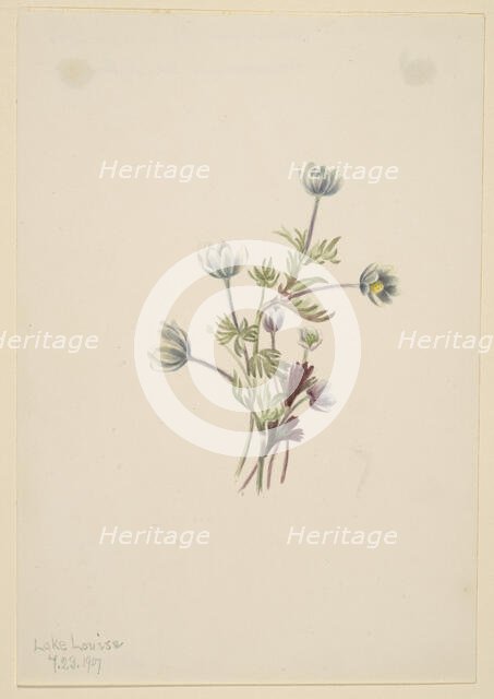 Anemone (Anemone drummondii), 1907. Creator: Mary Vaux Walcott.