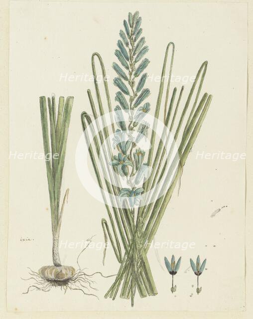 Ixia viridiflora Larn. (Turqoise ixia), 1777-1786. Creator: Robert Jacob Gordon.