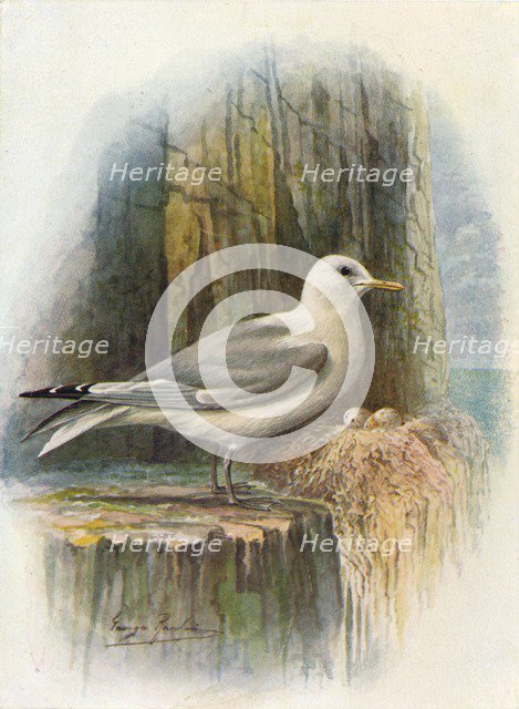 'Kittiwake - Ris'sa tridac'tyla', c1910, (1910). Artist: George James Rankin.