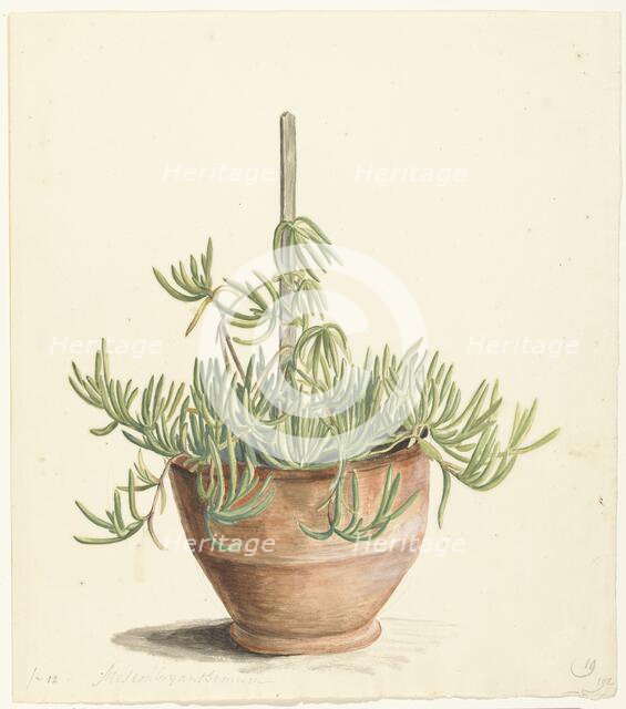 Mesembryanthemum from the Aizoaceae family, 1668-1729. Creator: Vincent Laurentz van der Vinne I.