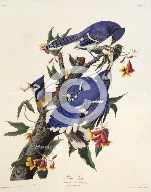 The blue jay. From "The Birds of America", 1827-1838. Creator: Audubon, John James (1785-1851).