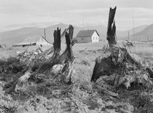 Evanson new home, looking across land..., Priest River Valley, Bonner County, Idaho, 1939. Creator: Dorothea Lange.