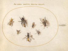 Plate 68: Seven Bees and Flies, c. 1575/1580. Creator: Joris Hoefnagel.