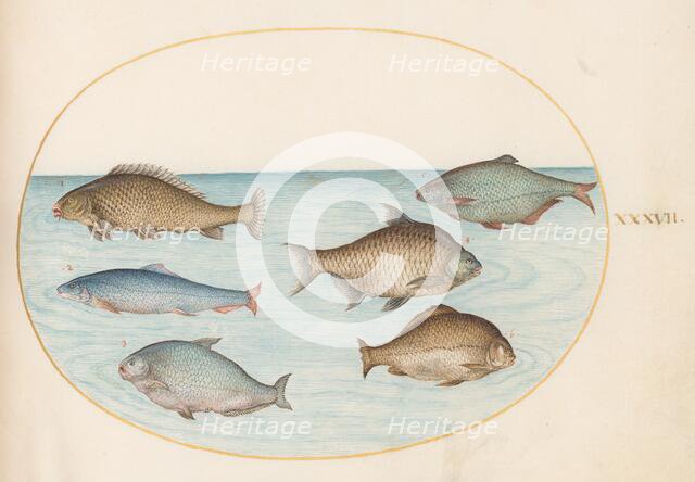 Animalia Aqvatilia et Cochiliata (Aqva): Plate XXXVII, c. 1575/1580. Creator: Joris Hoefnagel.