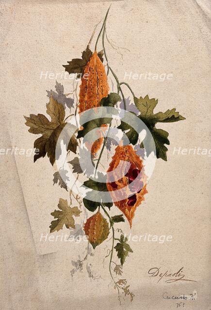 A plant, possibly balsam apple (Momordica balsamina): fruiting stem, c1880s. Creator: Depaoli.